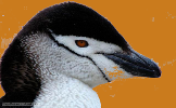 Chinstrap Penguin